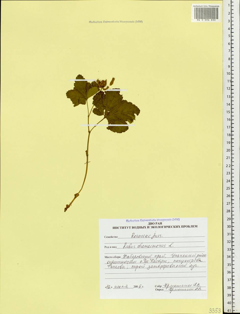 Rubus chamaemorus L., Siberia, Russian Far East (S6) (Russia)