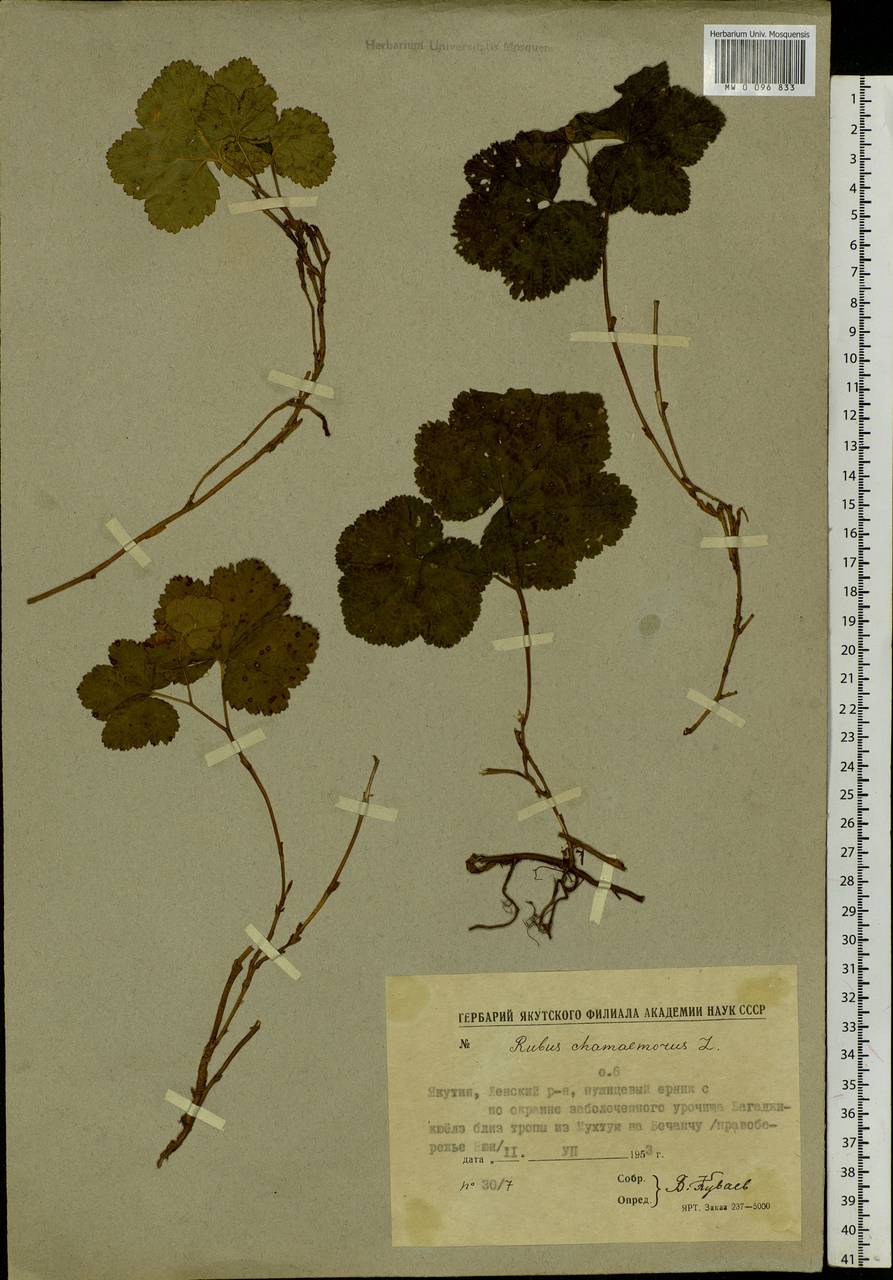 Rubus chamaemorus L., Siberia, Yakutia (S5) (Russia)