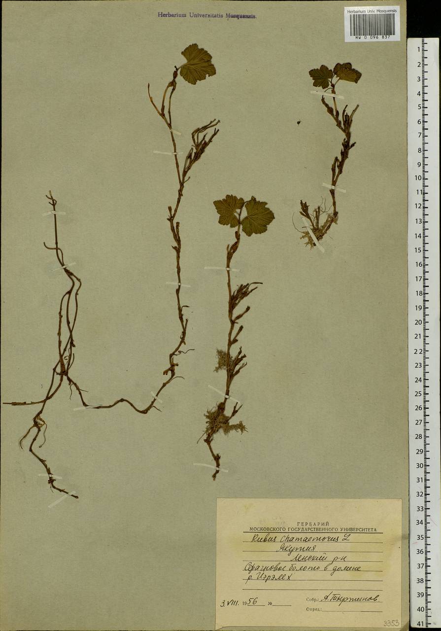 Rubus chamaemorus L., Siberia, Yakutia (S5) (Russia)