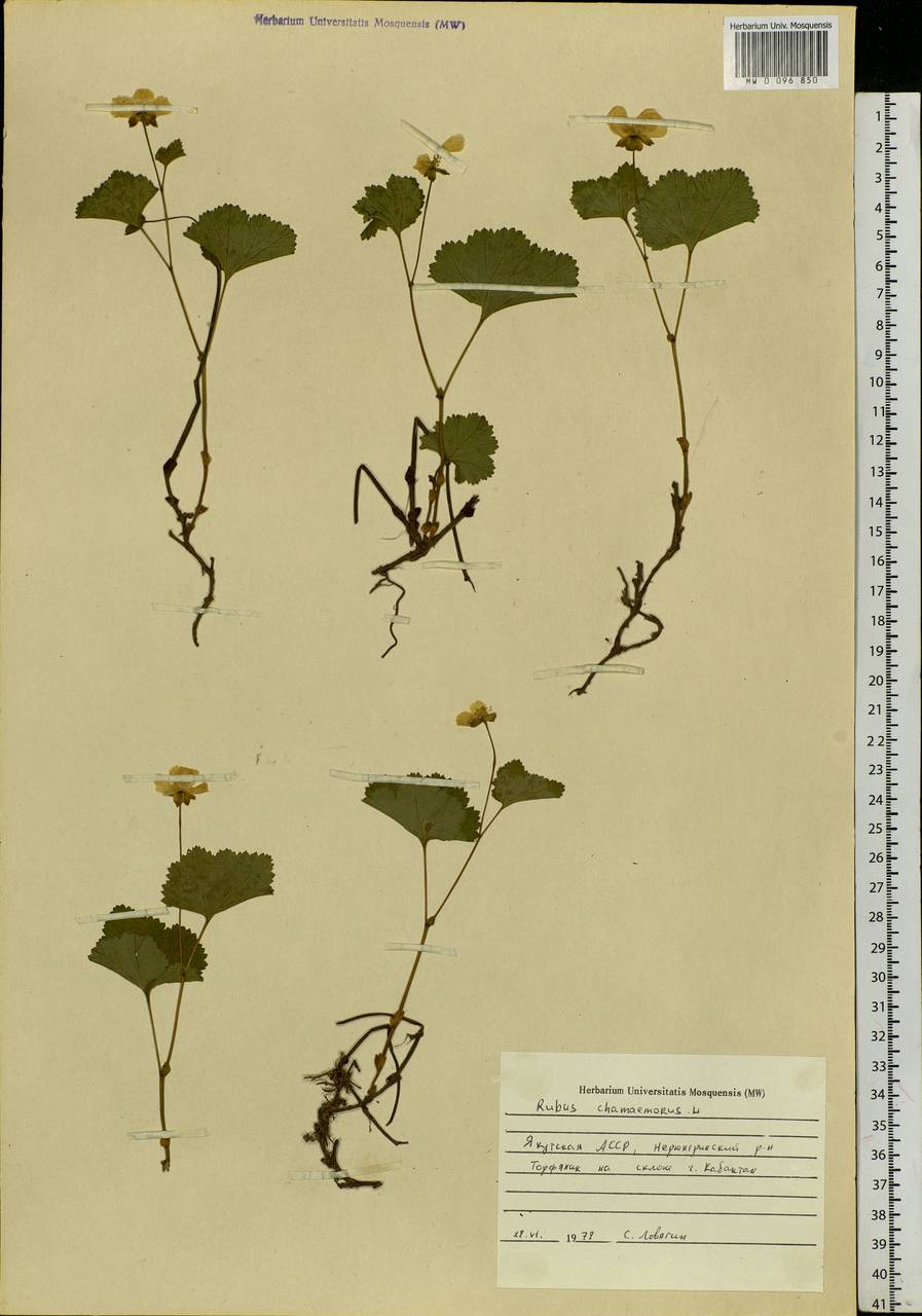Rubus chamaemorus L., Siberia, Yakutia (S5) (Russia)