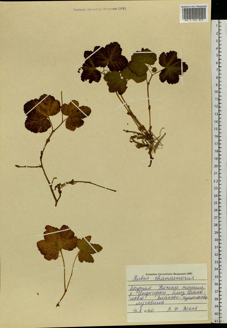 Rubus chamaemorus L., Siberia, Yakutia (S5) (Russia)