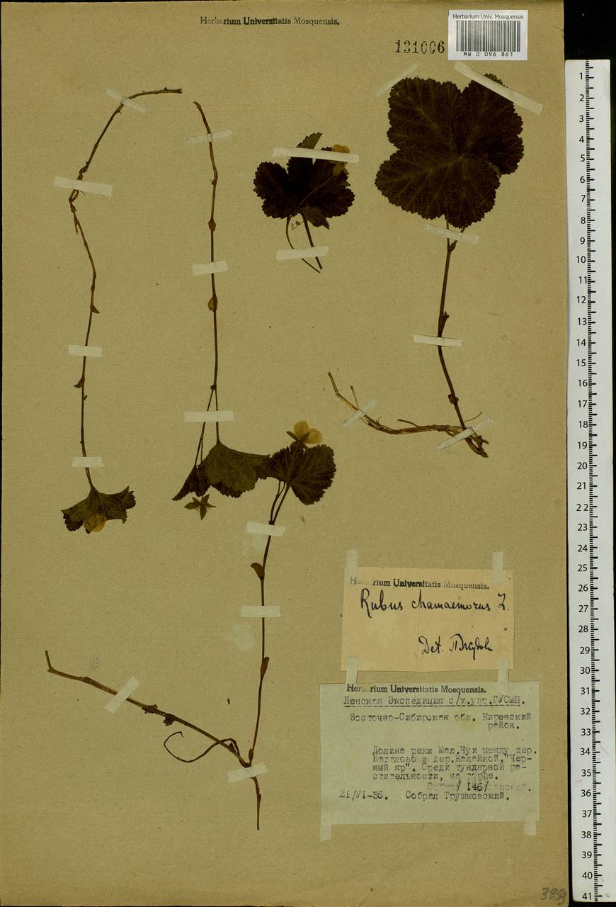 Rubus chamaemorus L., Siberia, Baikal & Transbaikal region (S4) (Russia)