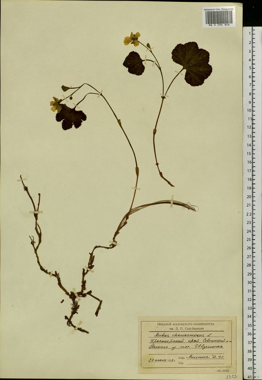Rubus chamaemorus L., Siberia, Central Siberia (S3) (Russia)