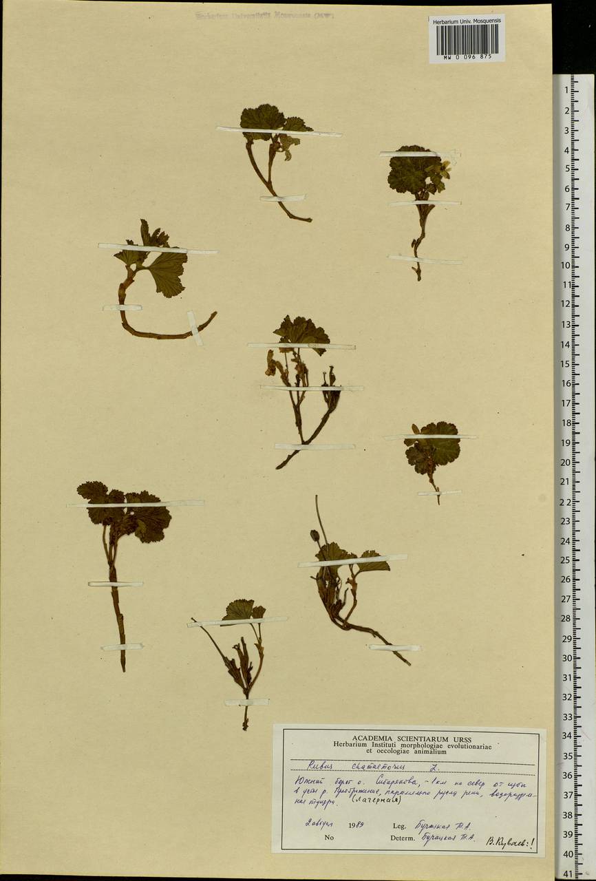 Rubus chamaemorus L., Siberia, Central Siberia (S3) (Russia)