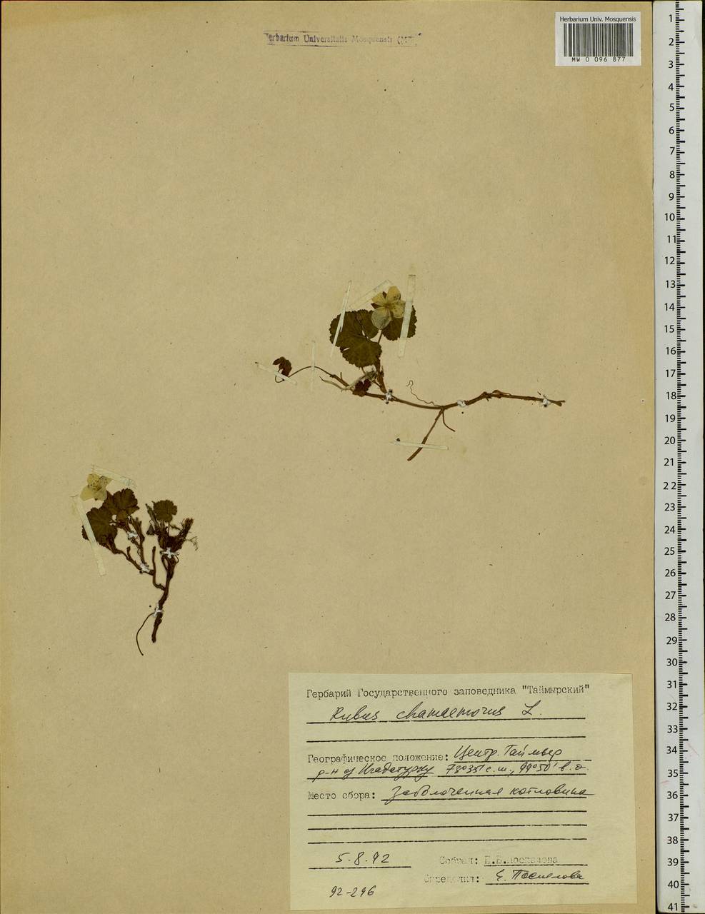 Rubus chamaemorus L., Siberia, Central Siberia (S3) (Russia)