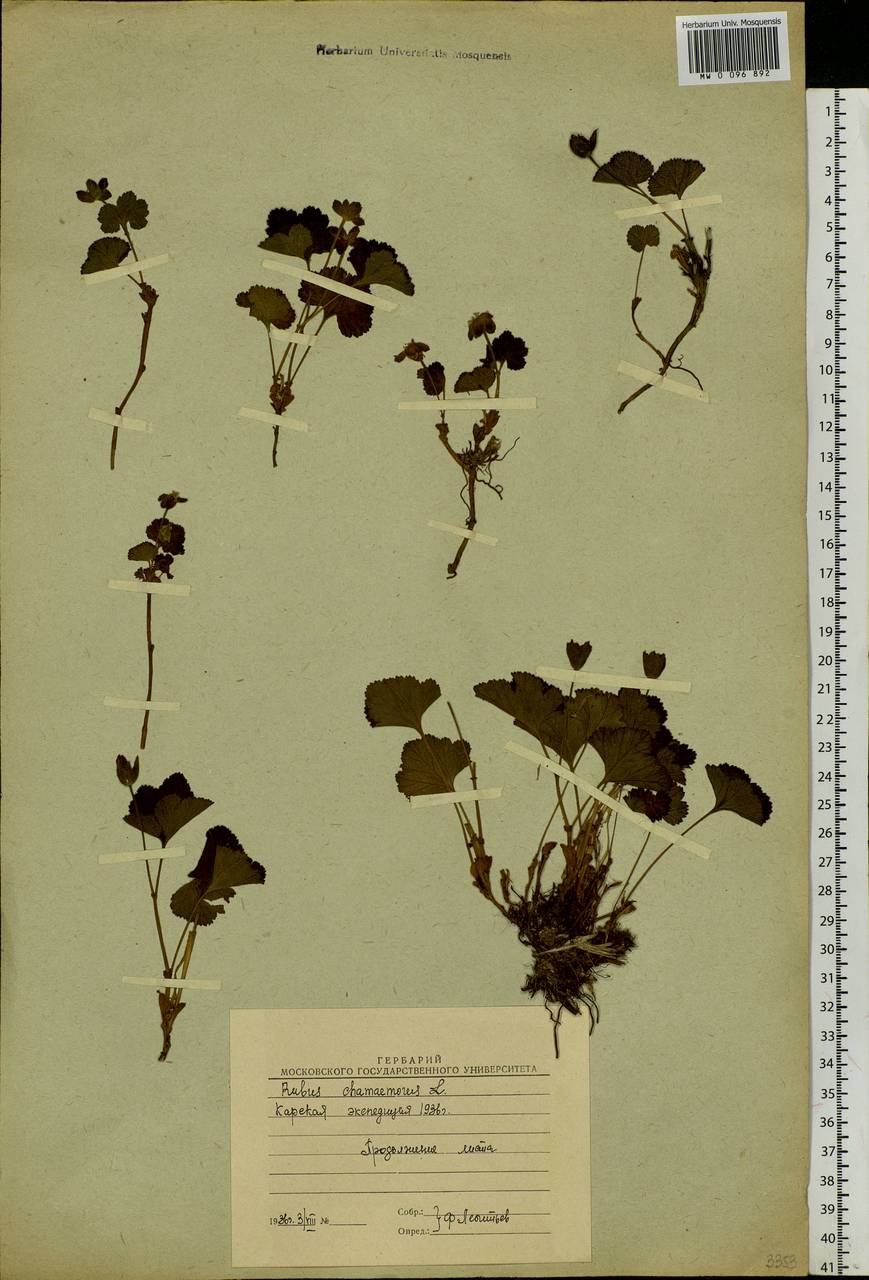 Rubus chamaemorus L., Eastern Europe, Northern region (E1) (Russia)