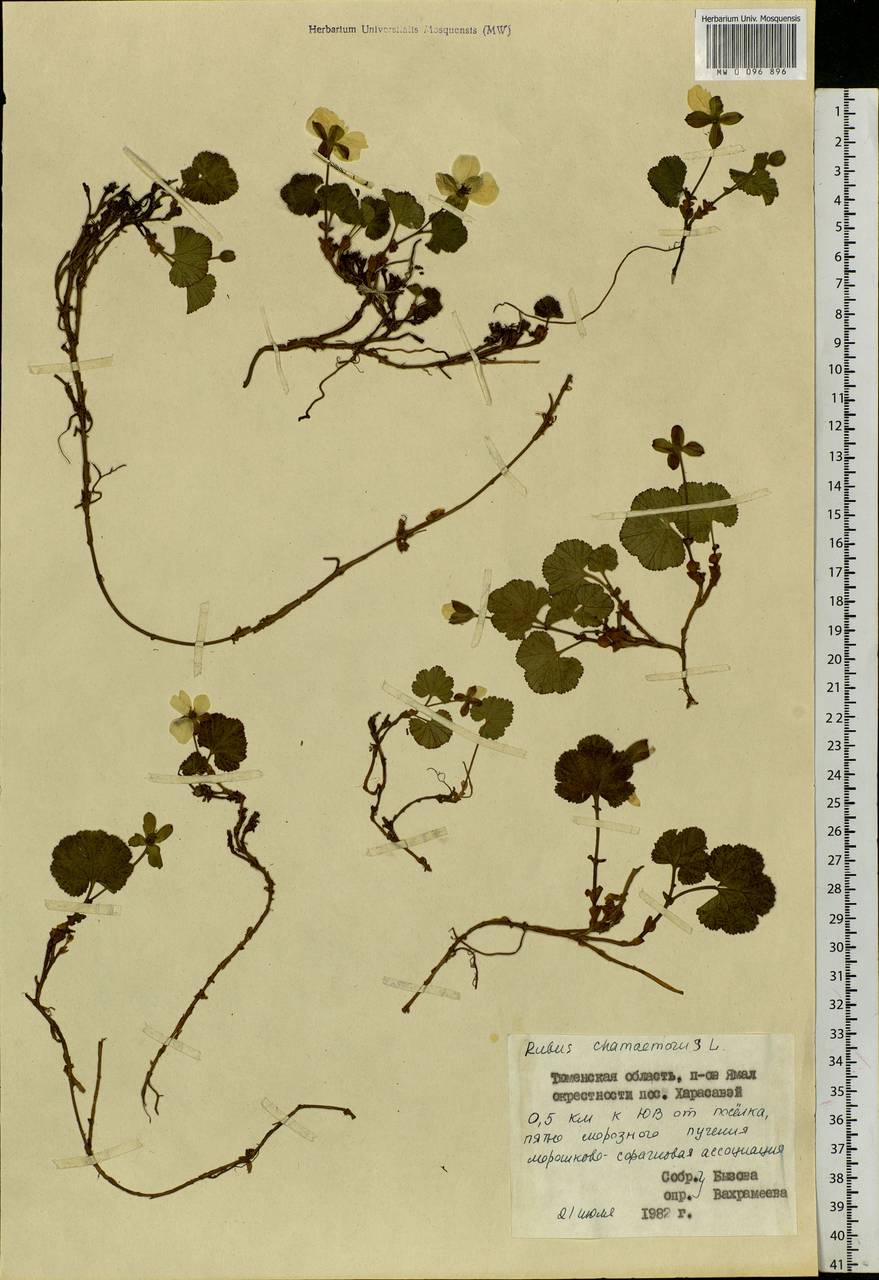 Rubus chamaemorus L., Siberia, Western Siberia (S1) (Russia)