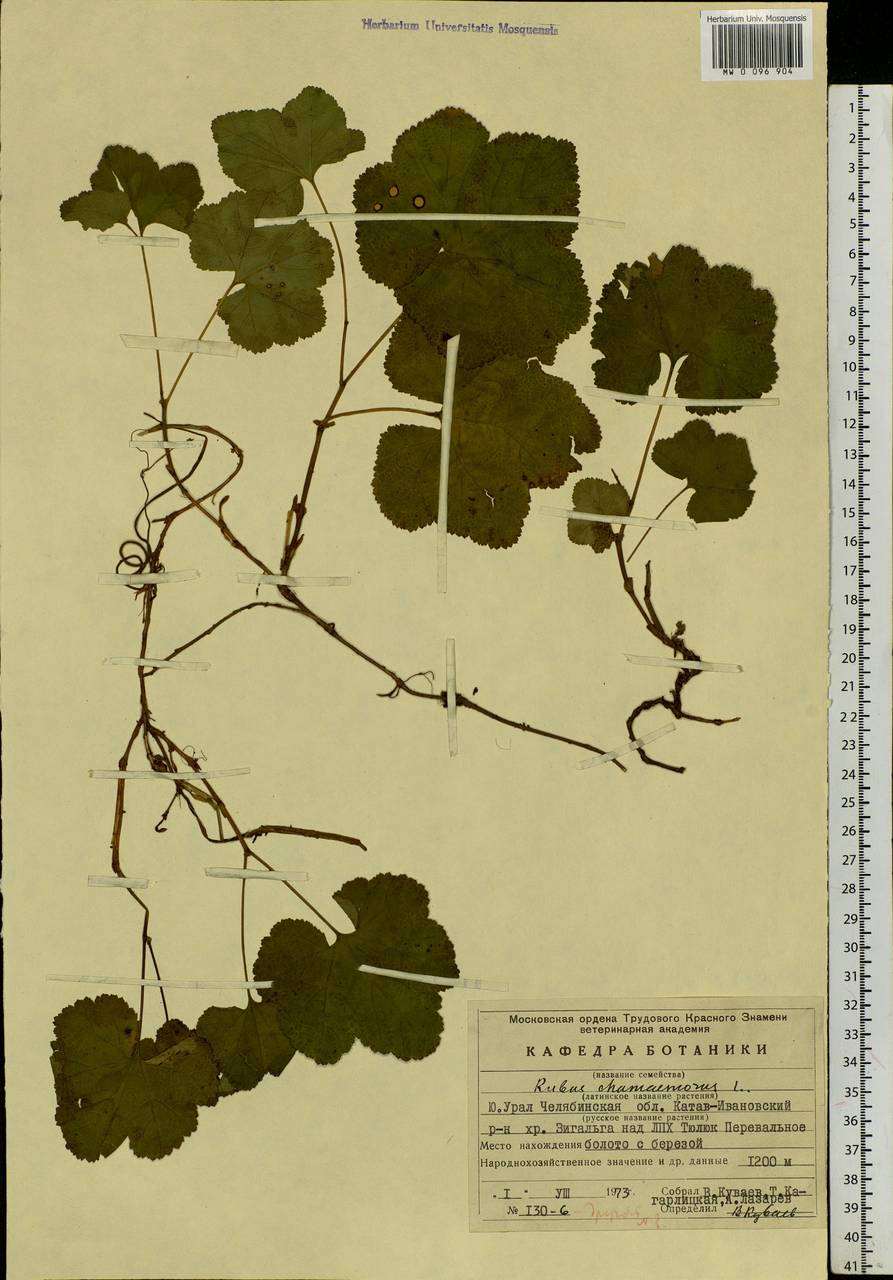 Rubus chamaemorus L., Eastern Europe, Eastern region (E10) (Russia)