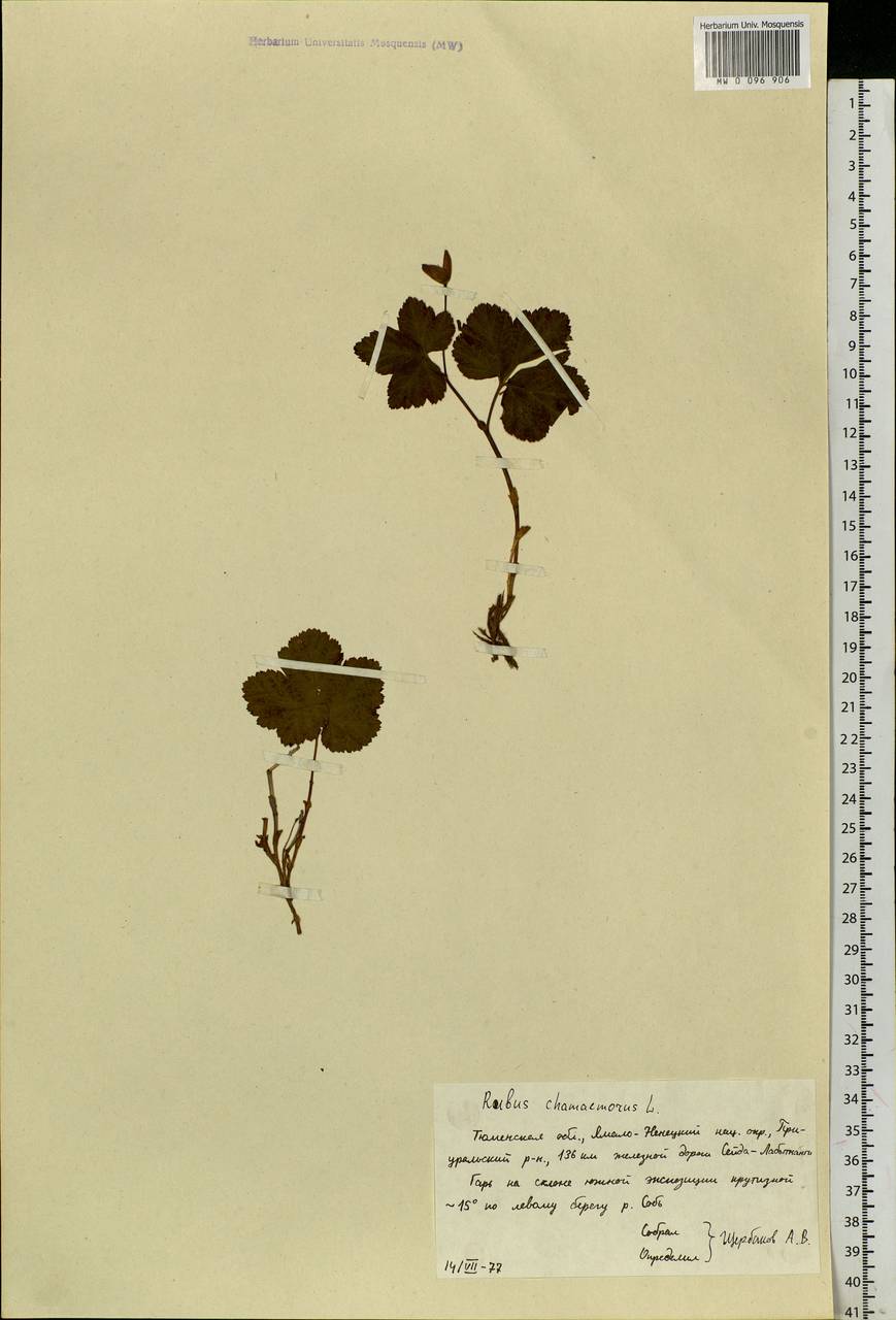 Rubus chamaemorus L., Siberia, Western Siberia (S1) (Russia)