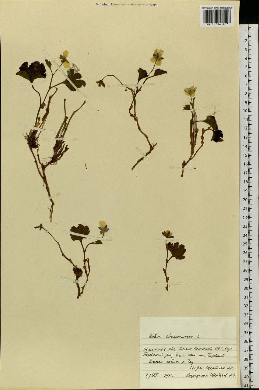 Rubus chamaemorus L., Siberia, Western Siberia (S1) (Russia)