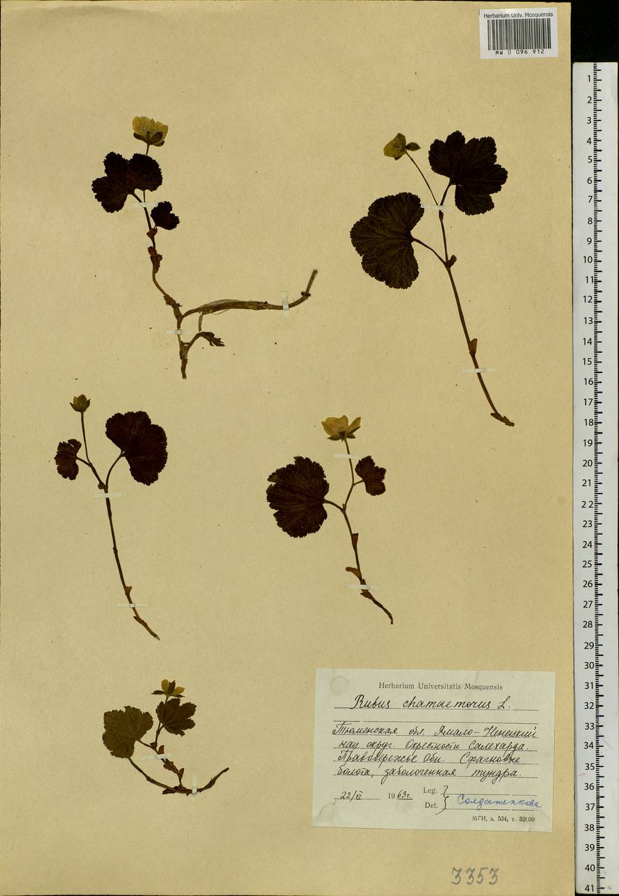 Rubus chamaemorus L., Siberia, Western Siberia (S1) (Russia)