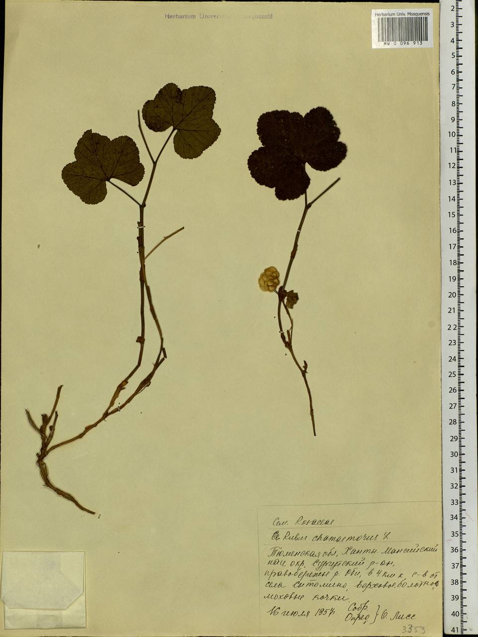 Rubus chamaemorus L., Siberia, Western Siberia (S1) (Russia)
