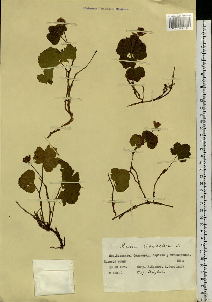 Rubus chamaemorus L., Siberia, Western Siberia (S1) (Russia)