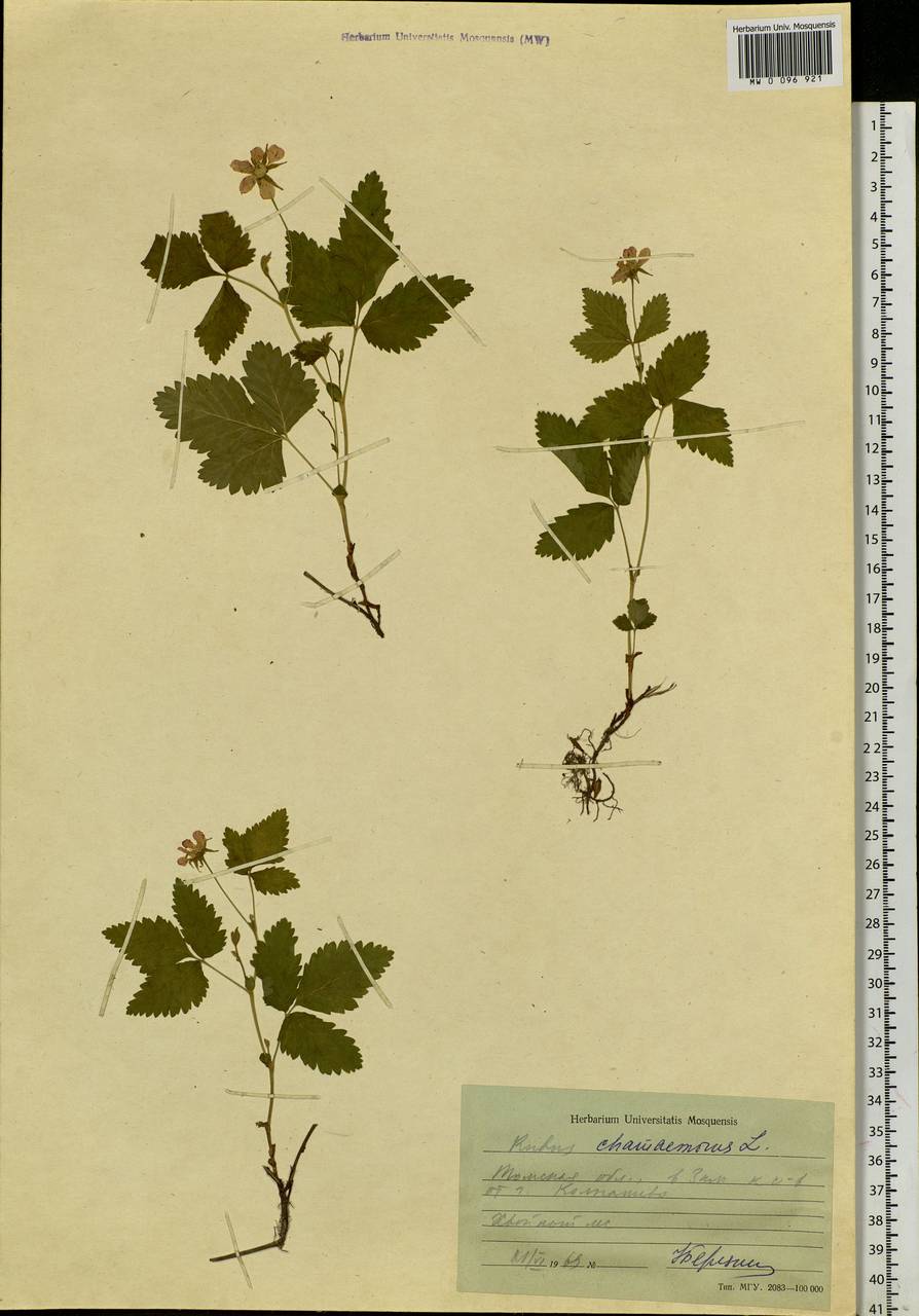 Rubus chamaemorus L., Siberia, Western Siberia (S1) (Russia)