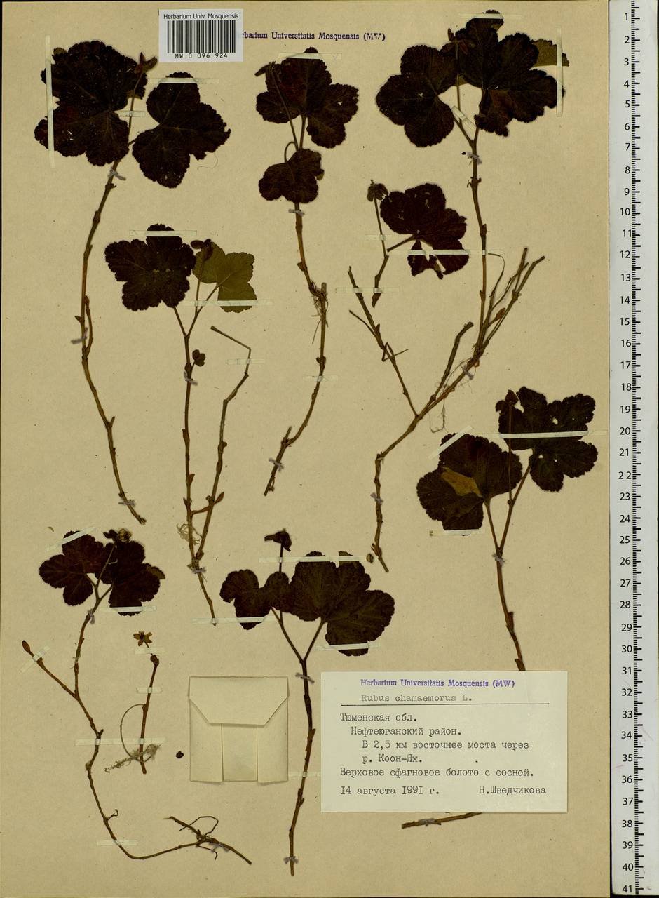 Rubus chamaemorus L., Siberia, Western Siberia (S1) (Russia)