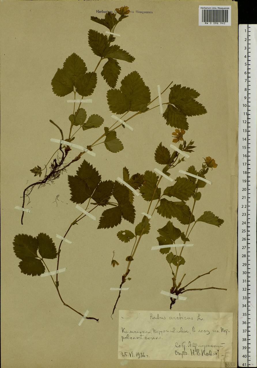 Rubus arcticus L., Siberia, Chukotka & Kamchatka (S7) (Russia)