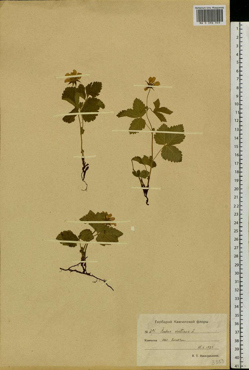 Rubus arcticus L., Siberia, Chukotka & Kamchatka (S7) (Russia)