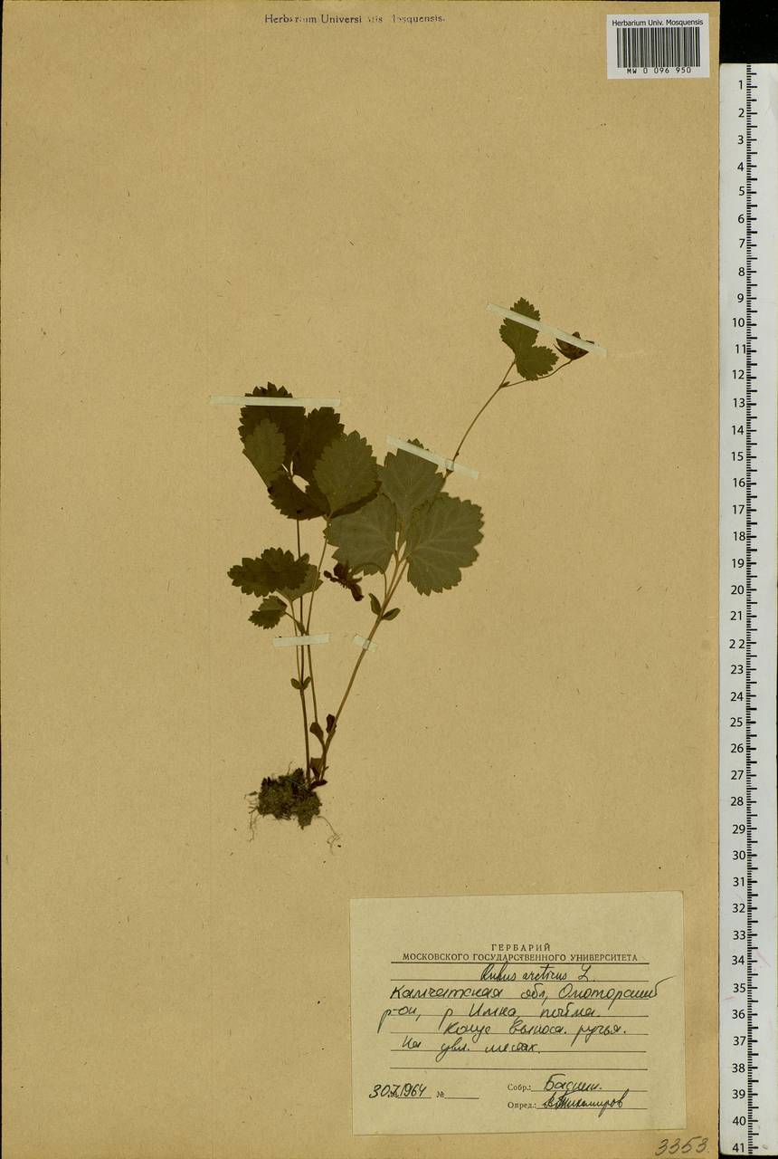 Rubus arcticus L., Siberia, Chukotka & Kamchatka (S7) (Russia)