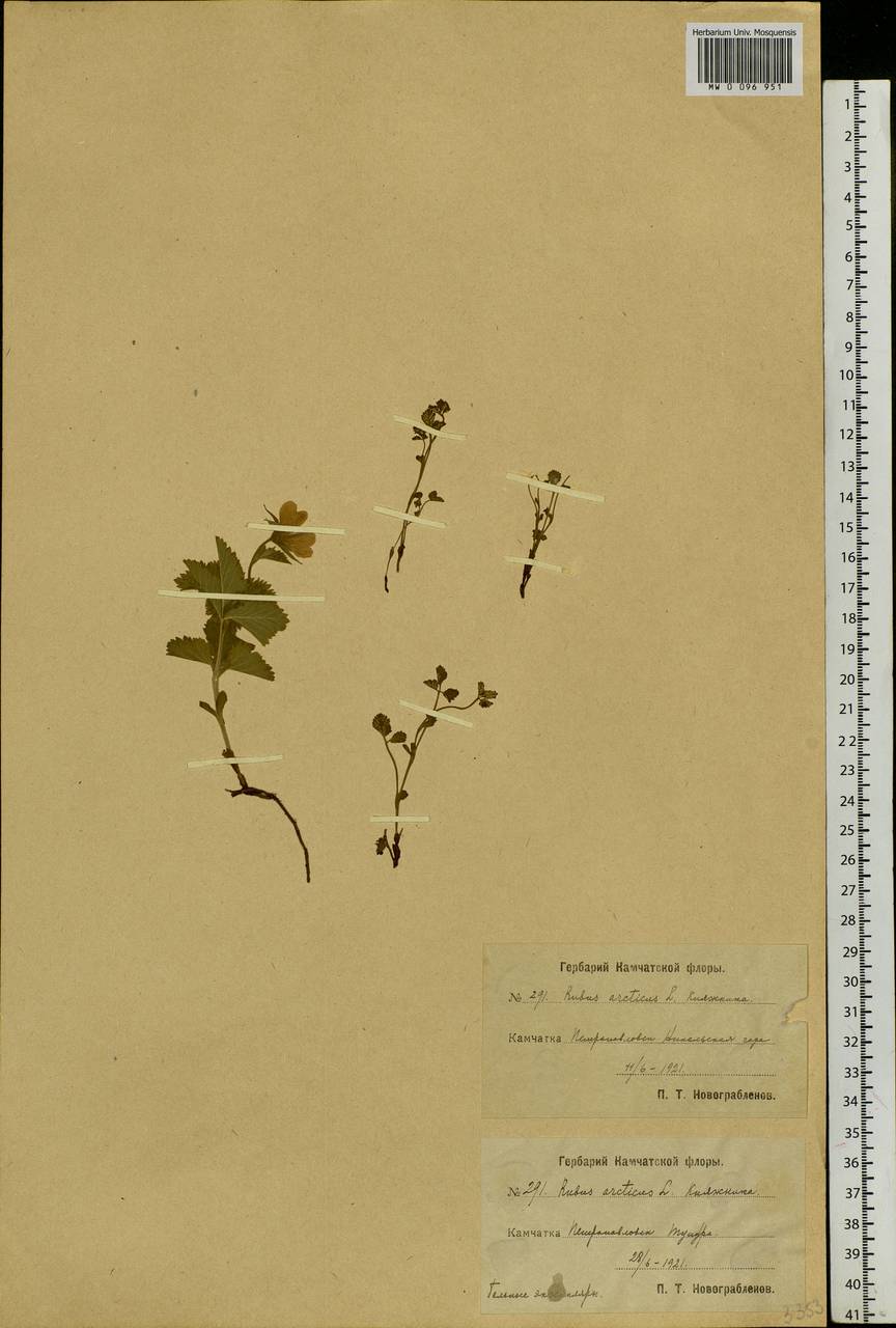 Rubus arcticus L., Siberia, Chukotka & Kamchatka (S7) (Russia)