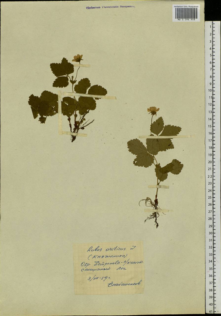 Rubus arcticus L., Siberia, Chukotka & Kamchatka (S7) (Russia)