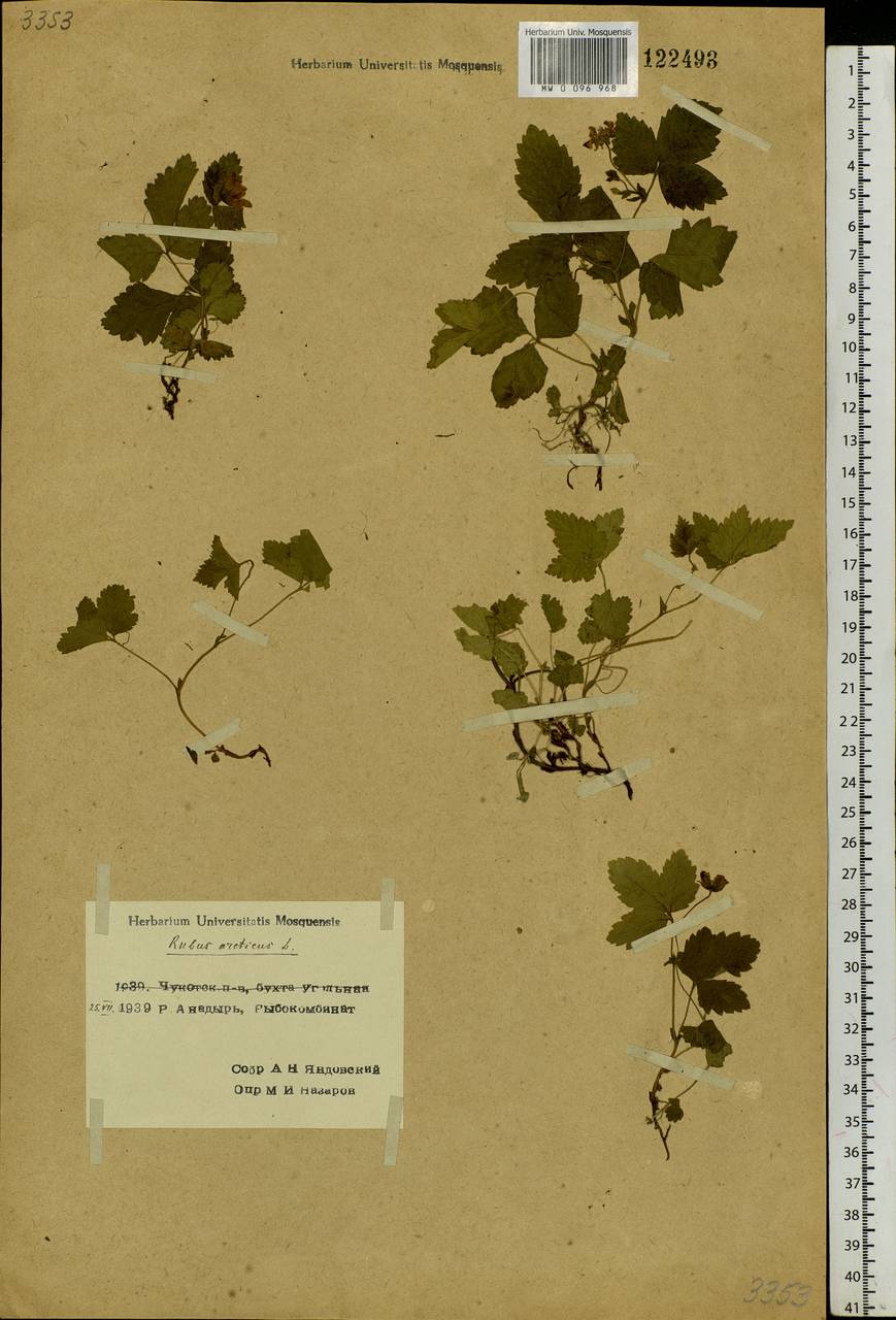 Rubus arcticus L., Siberia, Chukotka & Kamchatka (S7) (Russia)