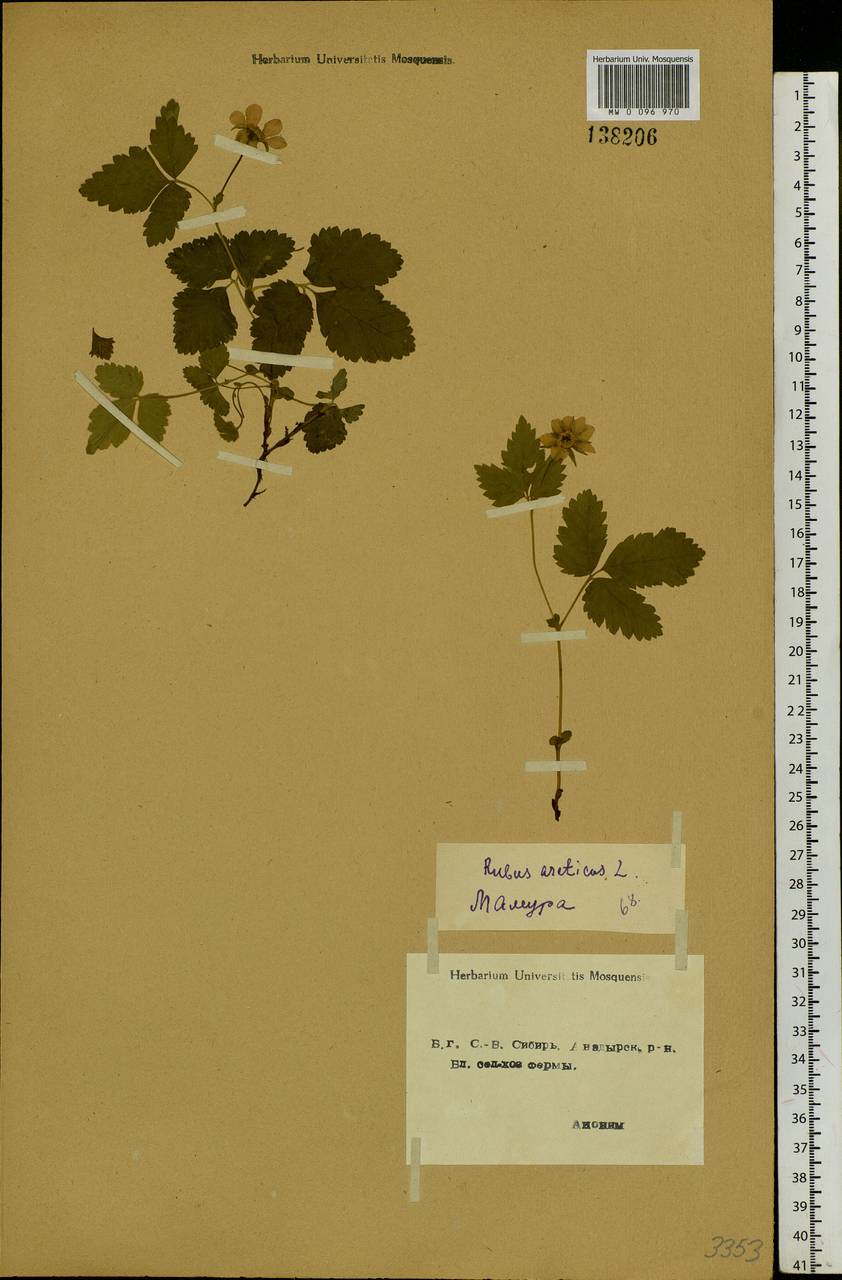 Rubus arcticus L., Siberia, Chukotka & Kamchatka (S7) (Russia)