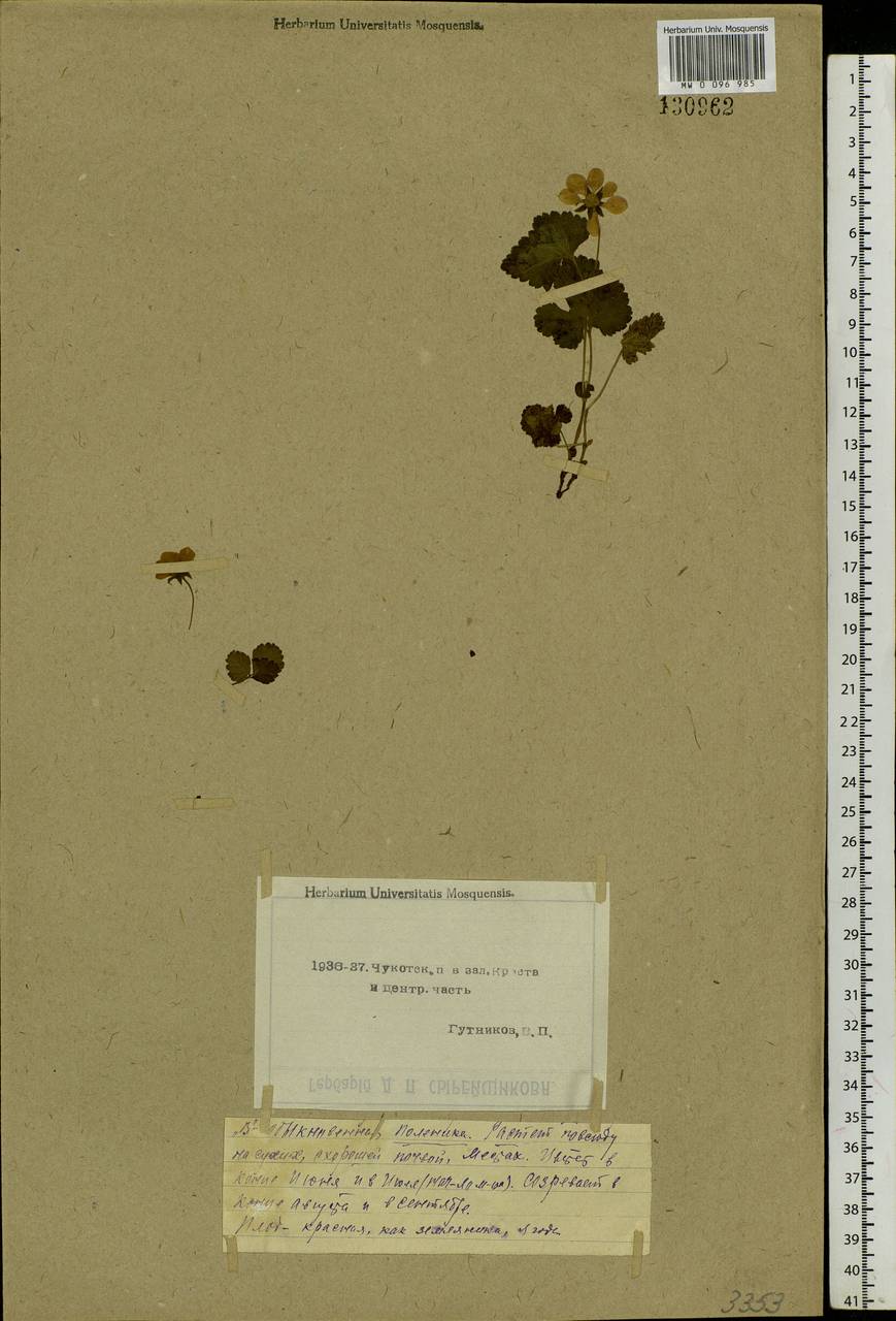 Rubus arcticus L., Siberia, Chukotka & Kamchatka (S7) (Russia)