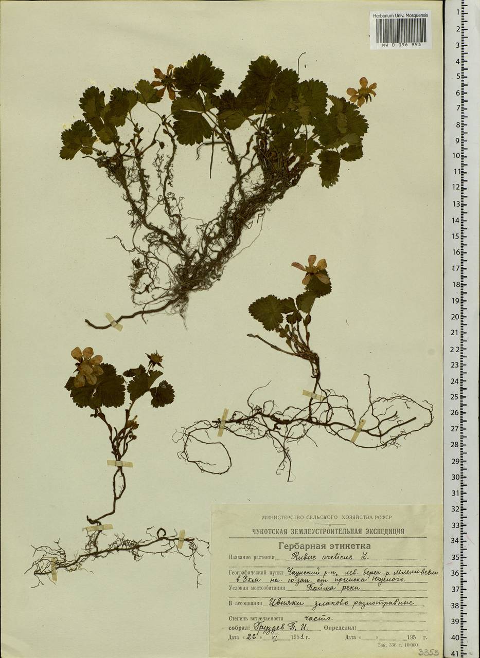 Rubus arcticus L., Siberia, Chukotka & Kamchatka (S7) (Russia)