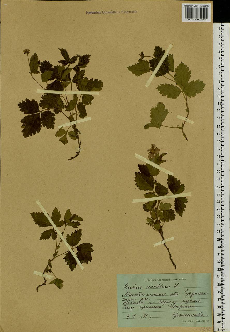 Rubus arcticus L., Siberia, Chukotka & Kamchatka (S7) (Russia)