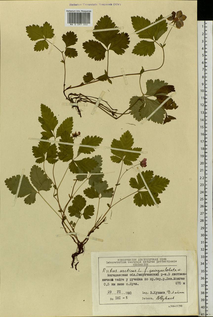 Rubus arcticus L., Siberia, Chukotka & Kamchatka (S7) (Russia)