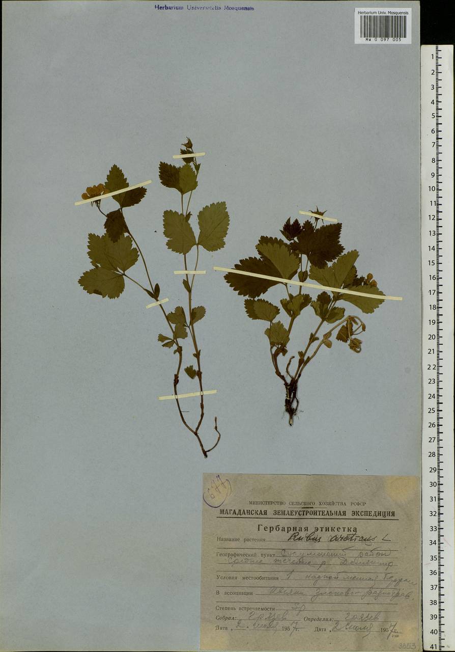 Rubus arcticus L., Siberia, Chukotka & Kamchatka (S7) (Russia)