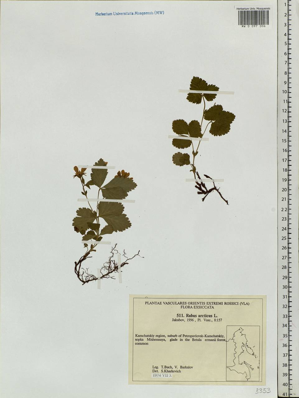 Rubus arcticus L., Siberia, Chukotka & Kamchatka (S7) (Russia)