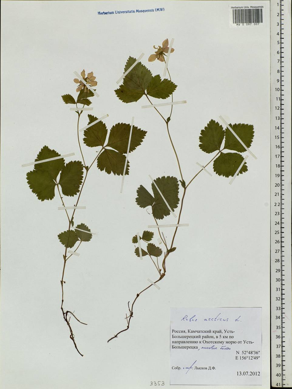 Rubus arcticus L., Siberia, Chukotka & Kamchatka (S7) (Russia)