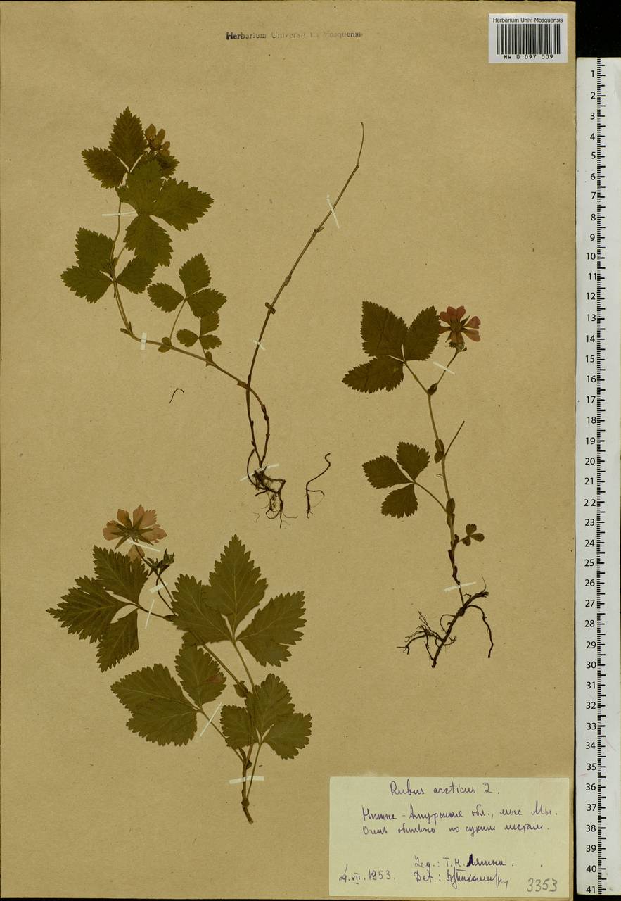 Rubus arcticus L., Siberia, Russian Far East (S6) (Russia)