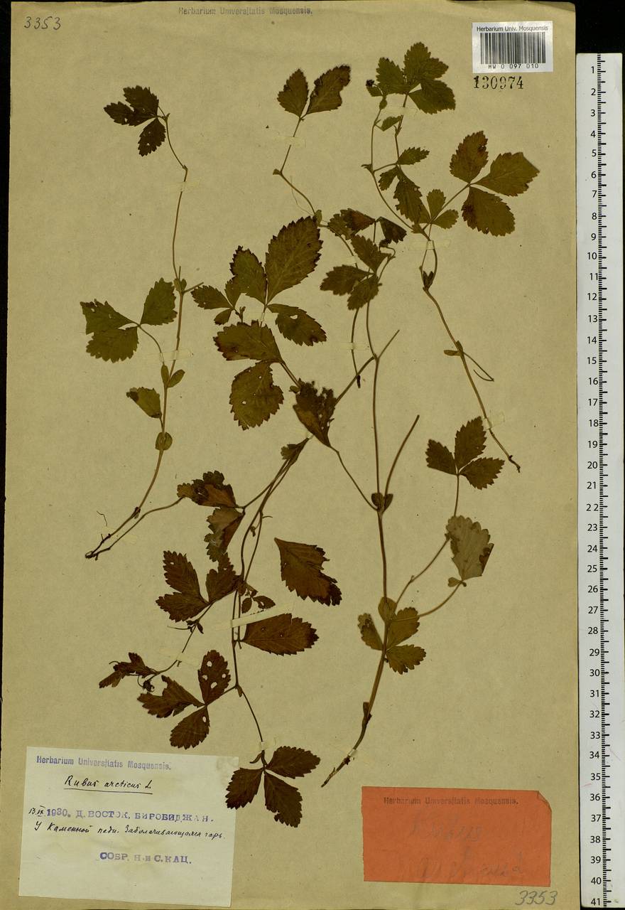 Rubus arcticus L., Siberia, Russian Far East (S6) (Russia)