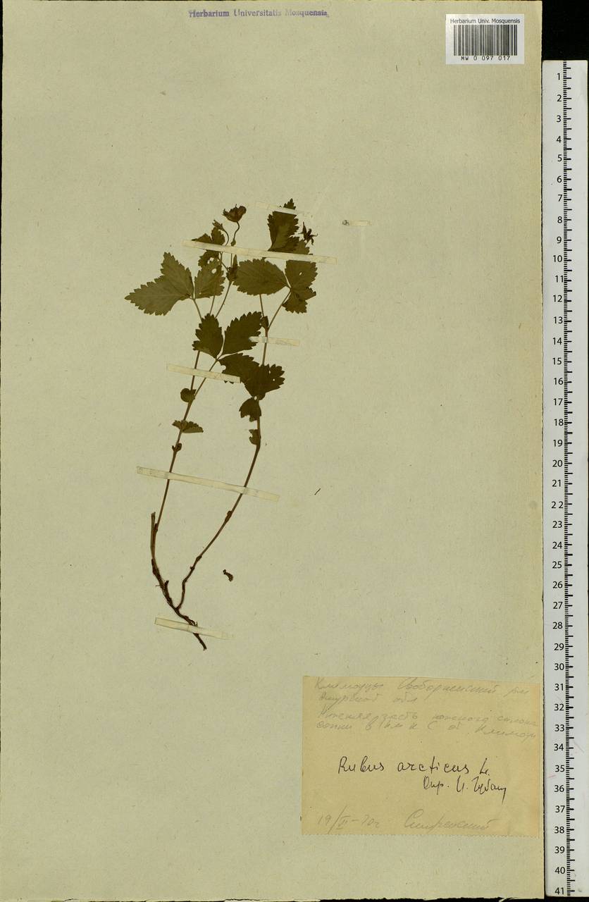 Rubus arcticus L., Siberia, Russian Far East (S6) (Russia)