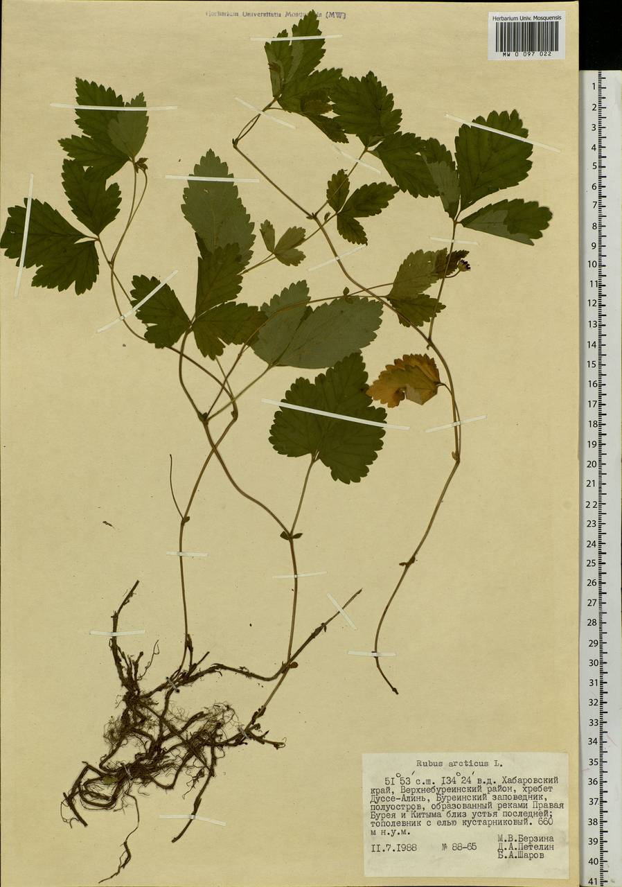 Rubus arcticus L., Siberia, Russian Far East (S6) (Russia)