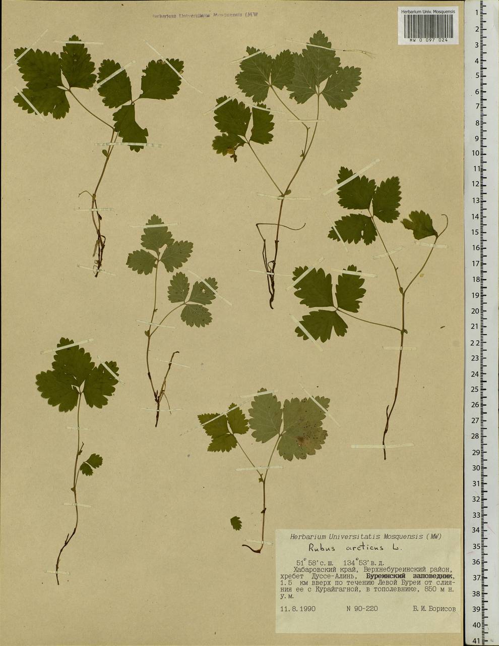 Rubus arcticus L., Siberia, Russian Far East (S6) (Russia)