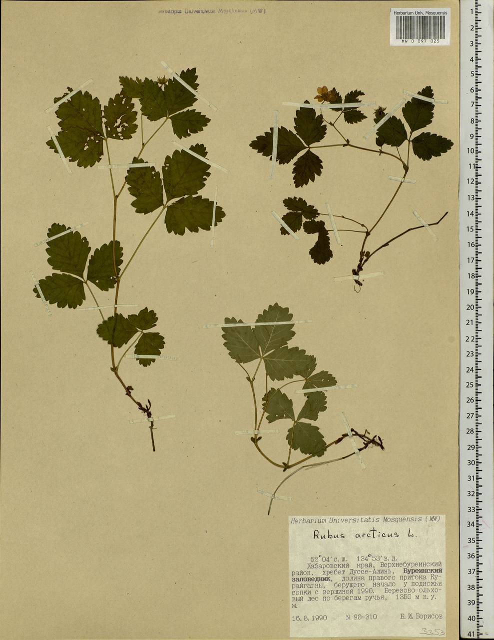 Rubus arcticus L., Siberia, Russian Far East (S6) (Russia)