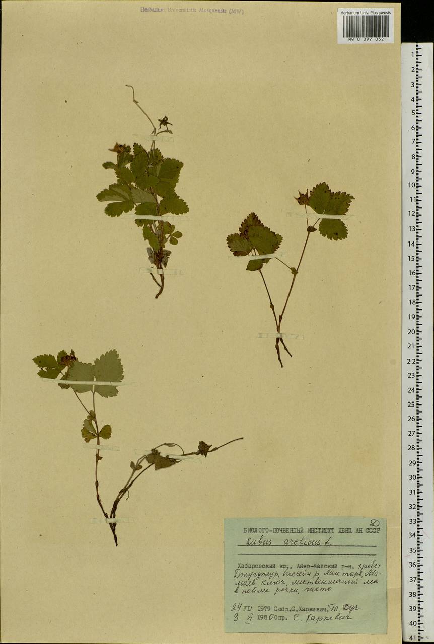 Rubus arcticus L., Siberia, Russian Far East (S6) (Russia)