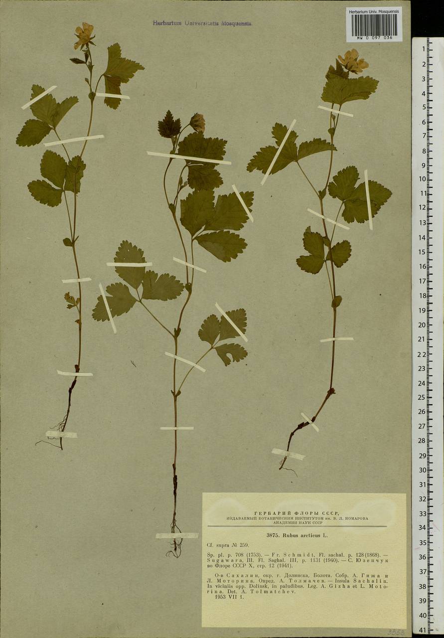 Rubus arcticus L., Siberia, Russian Far East (S6) (Russia)