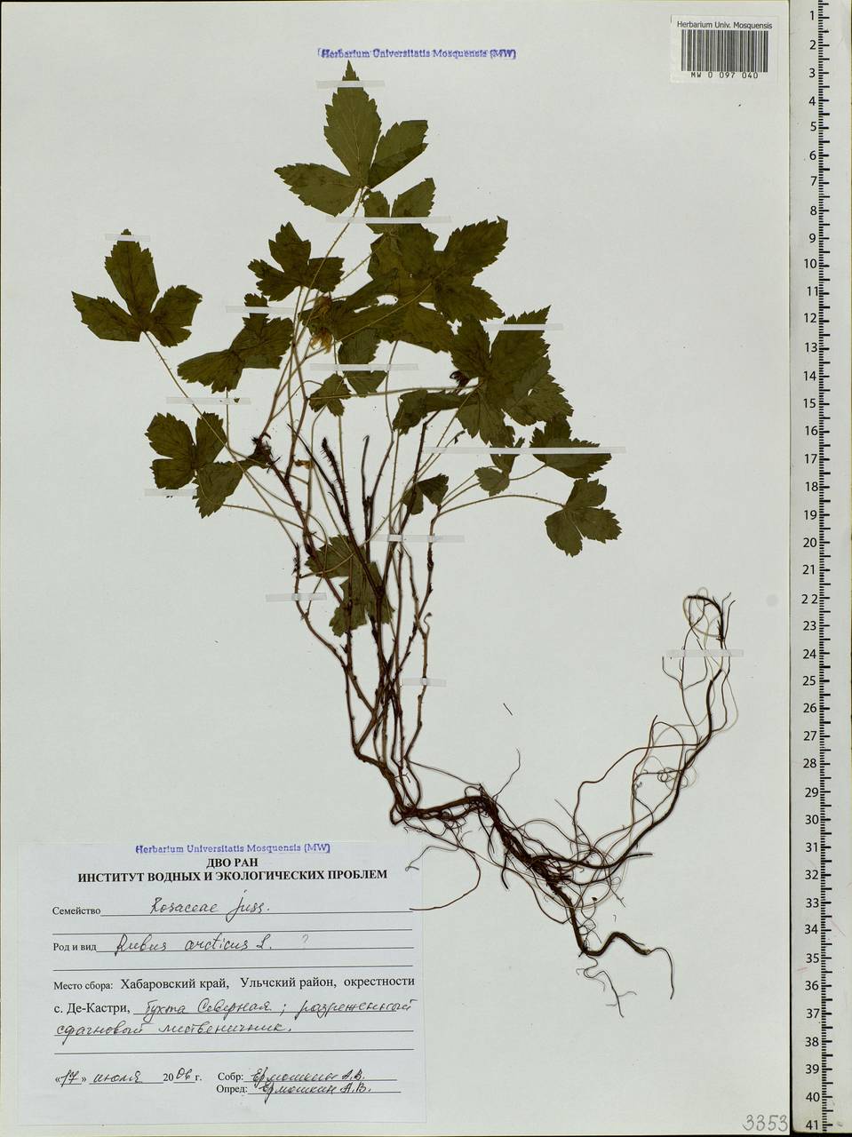 Rubus arcticus L., Siberia, Russian Far East (S6) (Russia)