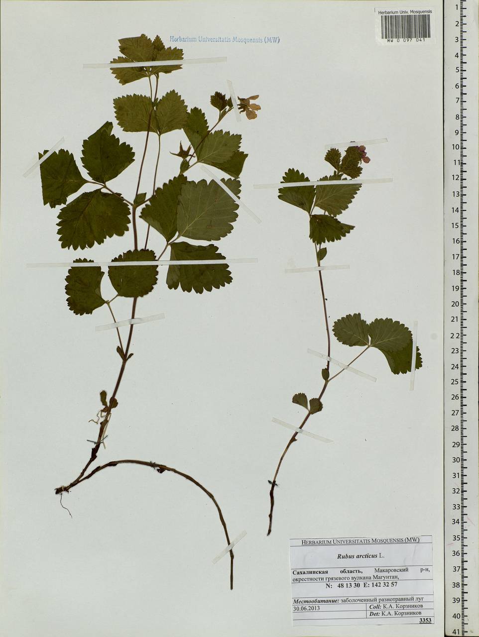 Rubus arcticus L., Siberia, Russian Far East (S6) (Russia)