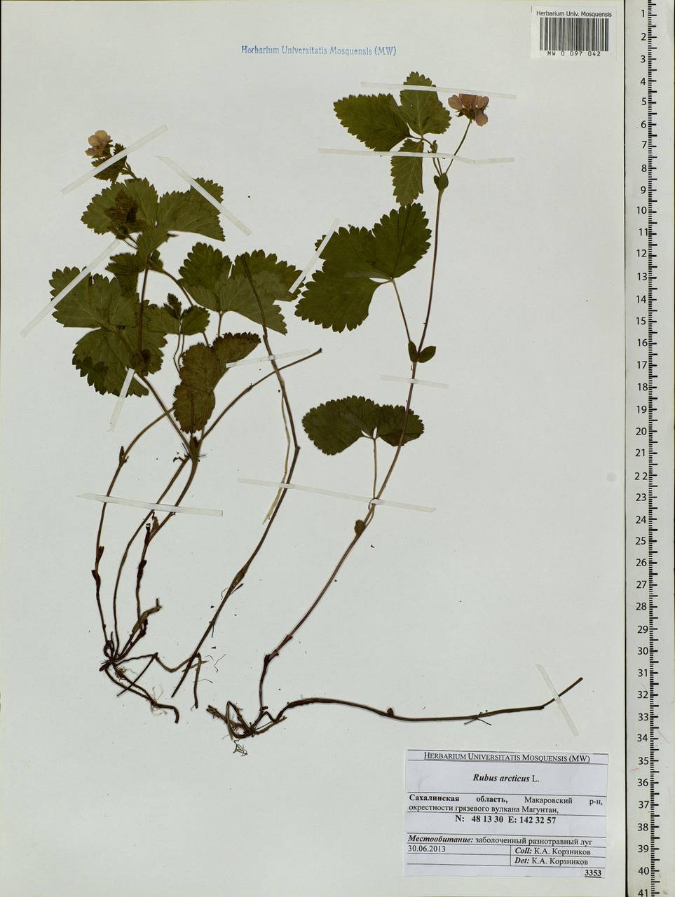 Rubus arcticus L., Siberia, Russian Far East (S6) (Russia)