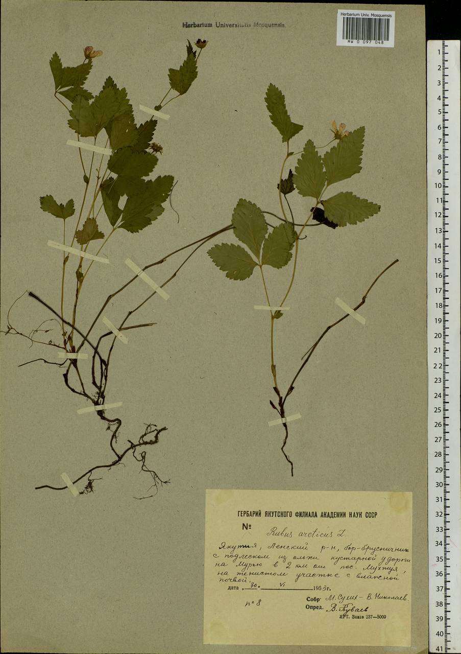 Rubus arcticus L., Siberia, Yakutia (S5) (Russia)