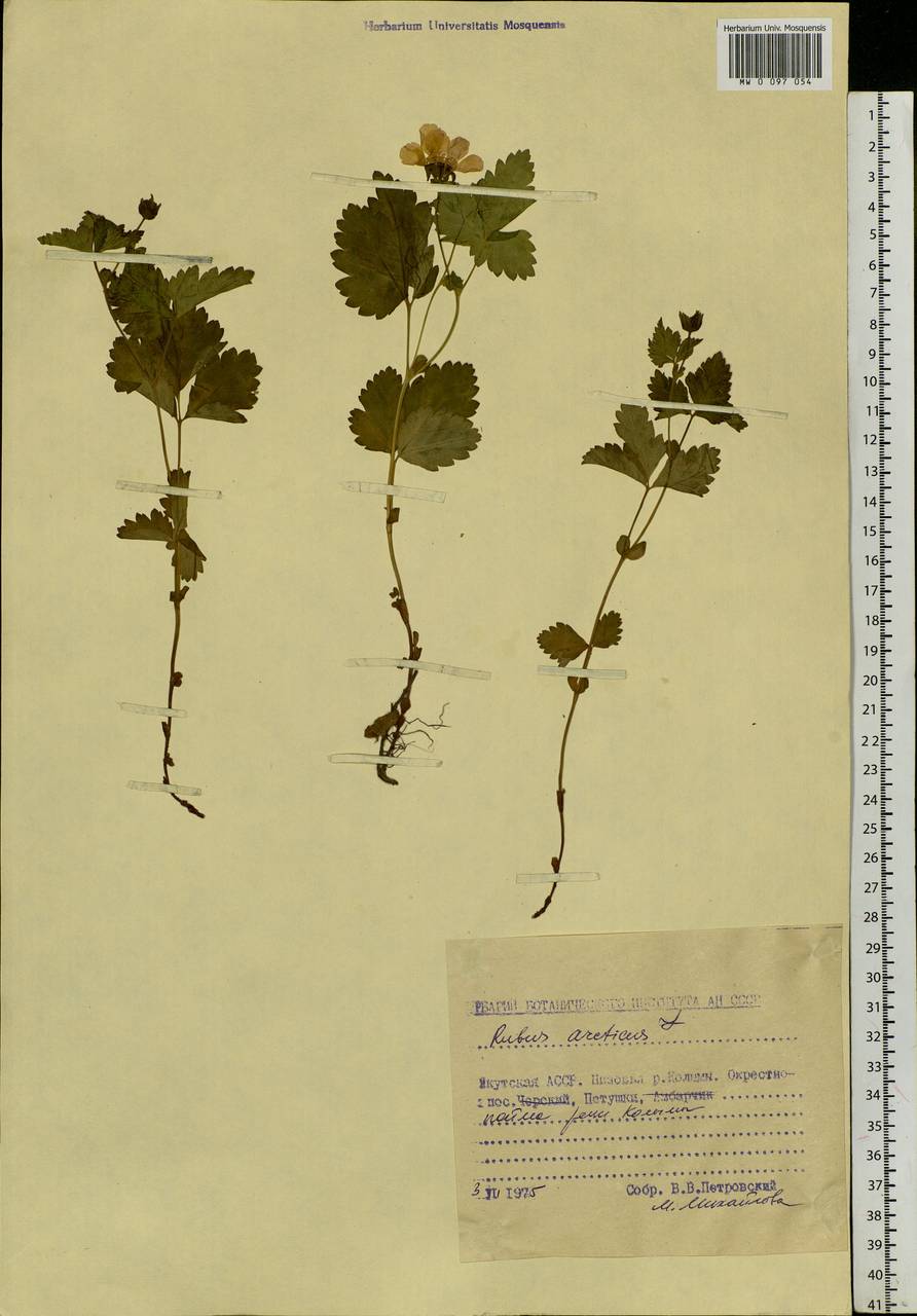 Rubus arcticus L., Siberia, Yakutia (S5) (Russia)