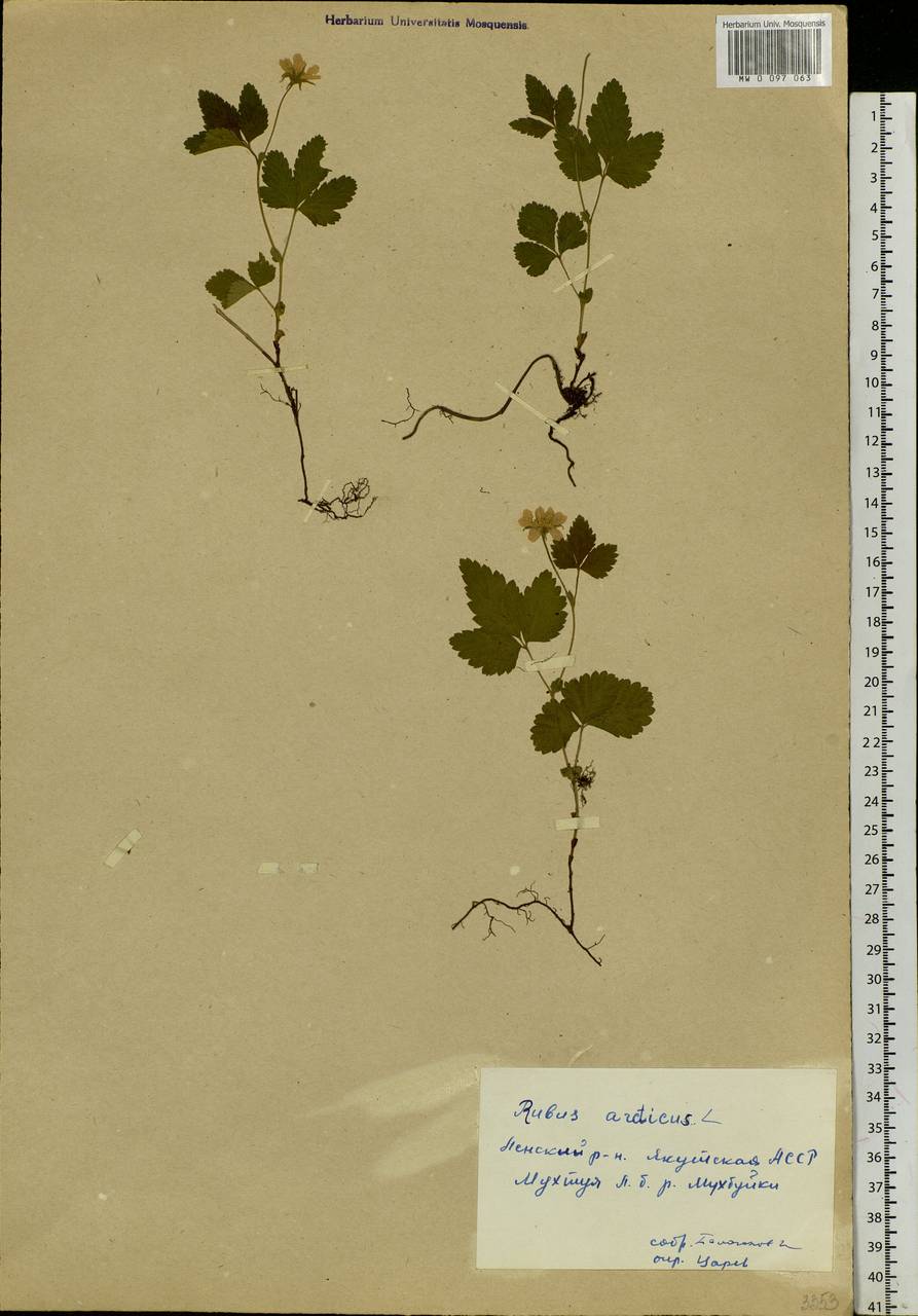 Rubus arcticus L., Siberia, Yakutia (S5) (Russia)