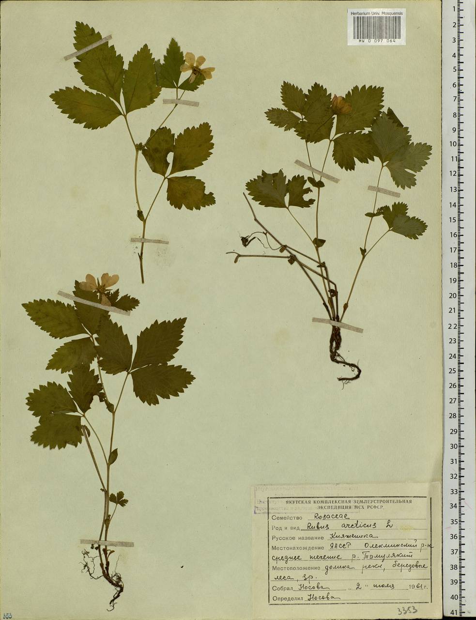 Rubus arcticus L., Siberia, Yakutia (S5) (Russia)