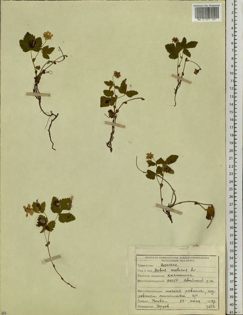 Rubus arcticus L., Siberia, Yakutia (S5) (Russia)