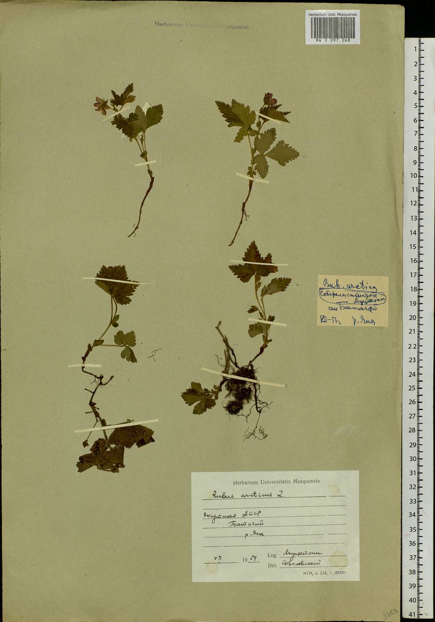 Rubus arcticus L., Siberia, Yakutia (S5) (Russia)
